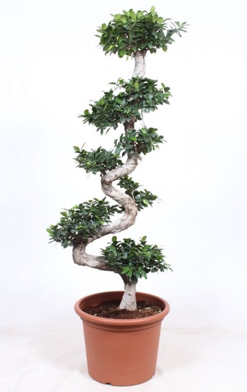 Grote ficus microcarpa