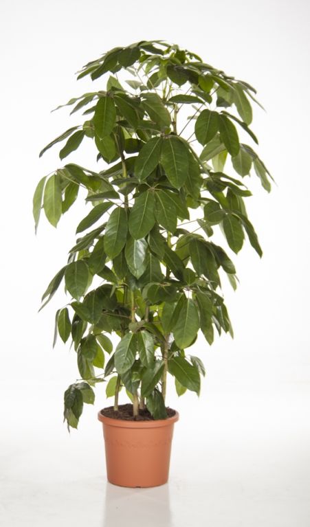 Schefflera Amate