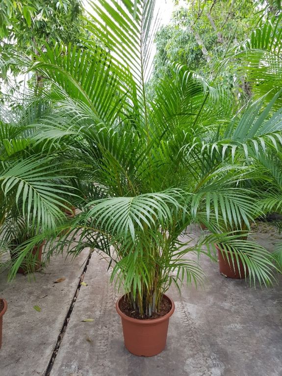 Areca