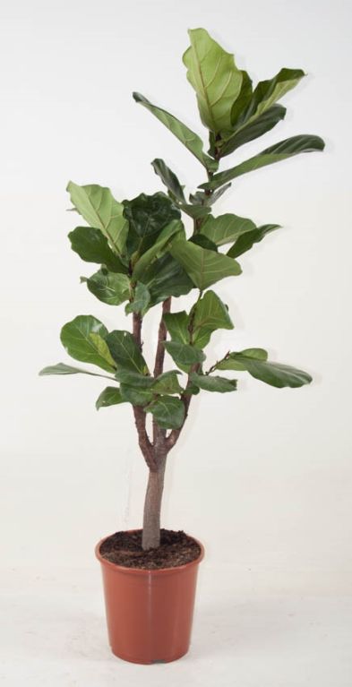 Ficus lyrata