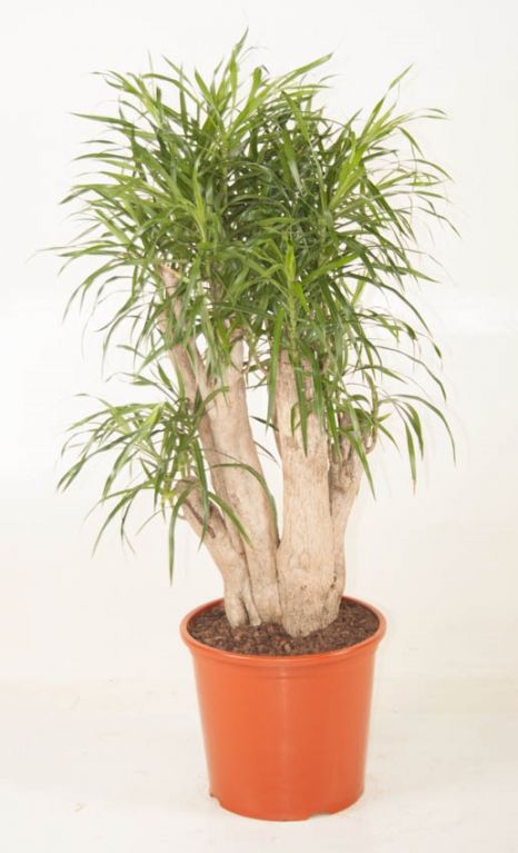 Dracaena Anita