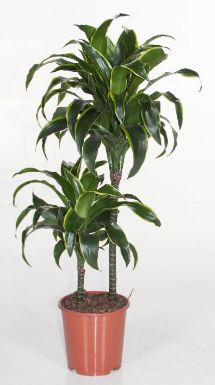 Dracaena Dorado