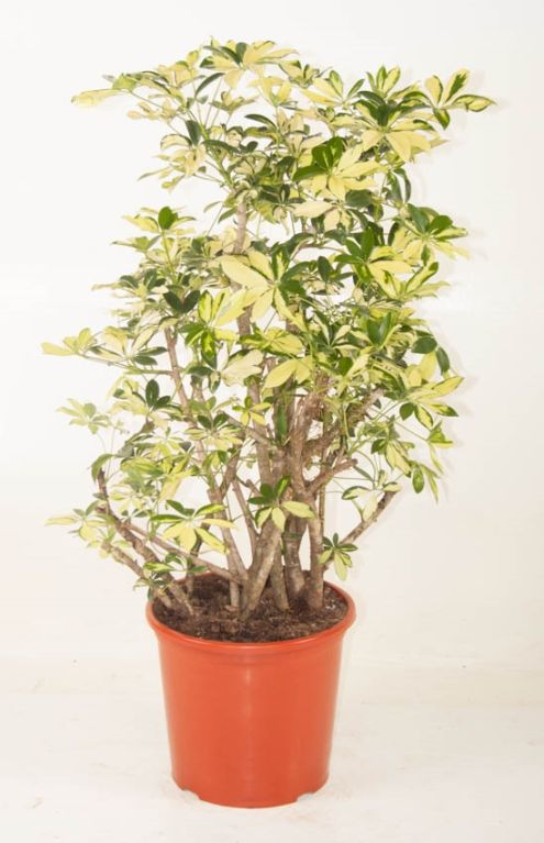 Schefflera Trinette