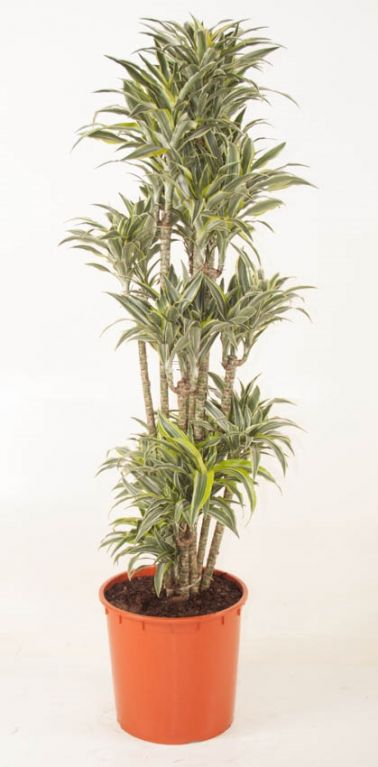 Dracaena Surprise