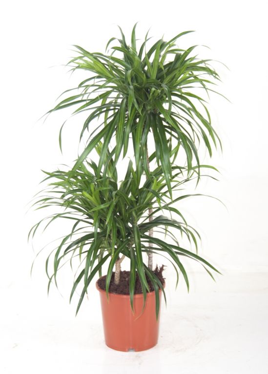 Dracaena Anita