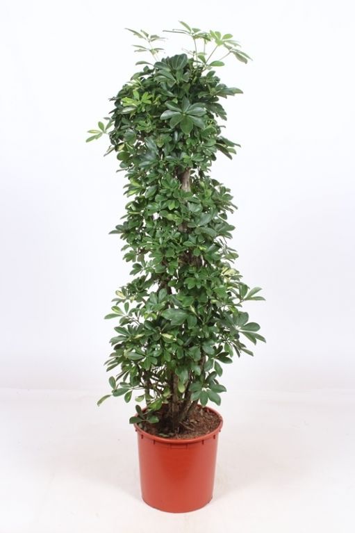 Schefflera Gold Capella