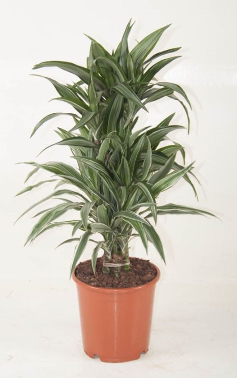 Dracaena Ulises