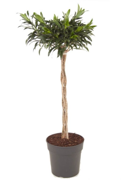 Dracaena reflexa