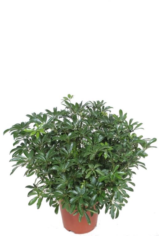 Schefflera arboricola