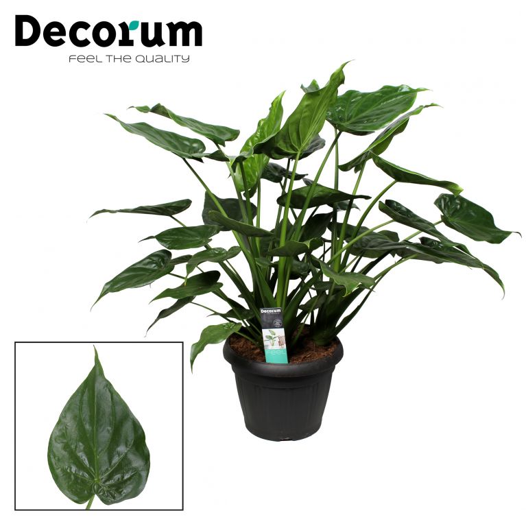 Alocasia cuculatta 