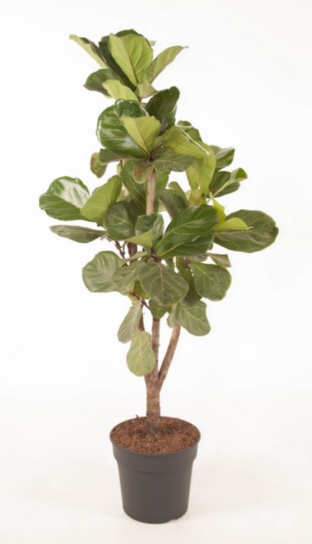 Ficus Lyrata