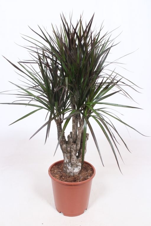 Dracaena Magenta