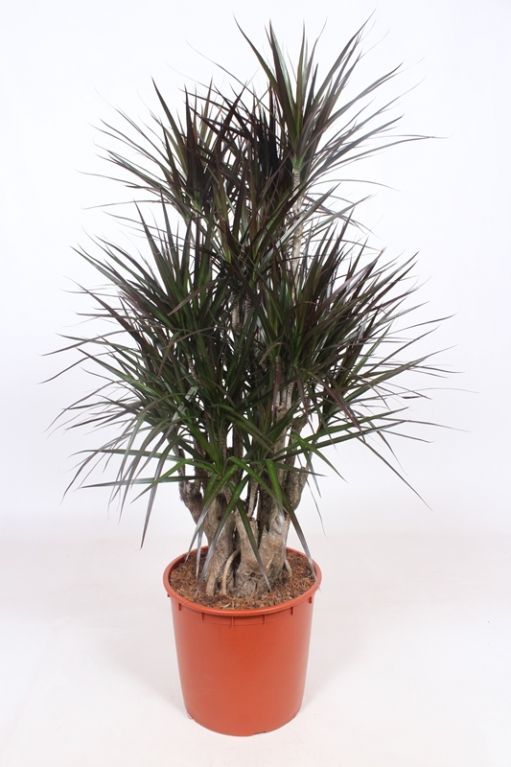 Dracaena Magenta