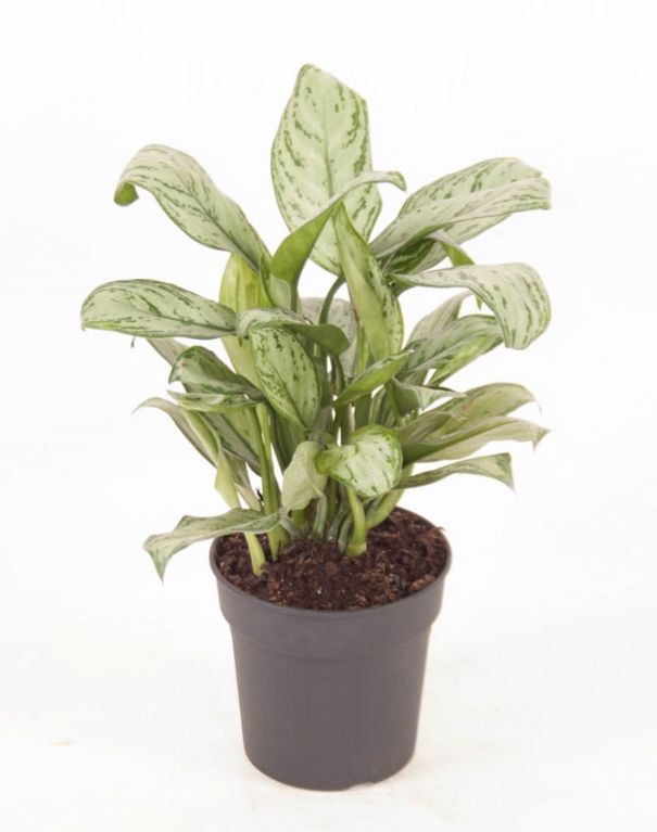 Aglaonema Christina 