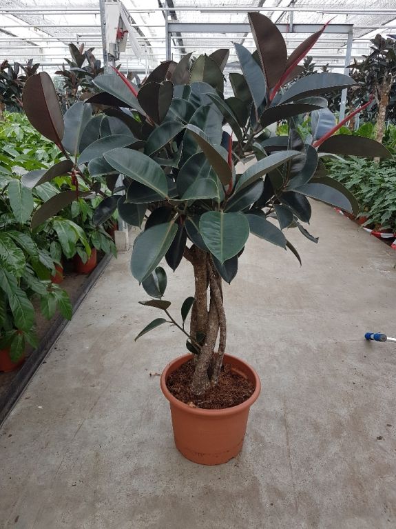 Ficus Elastica Burgundy