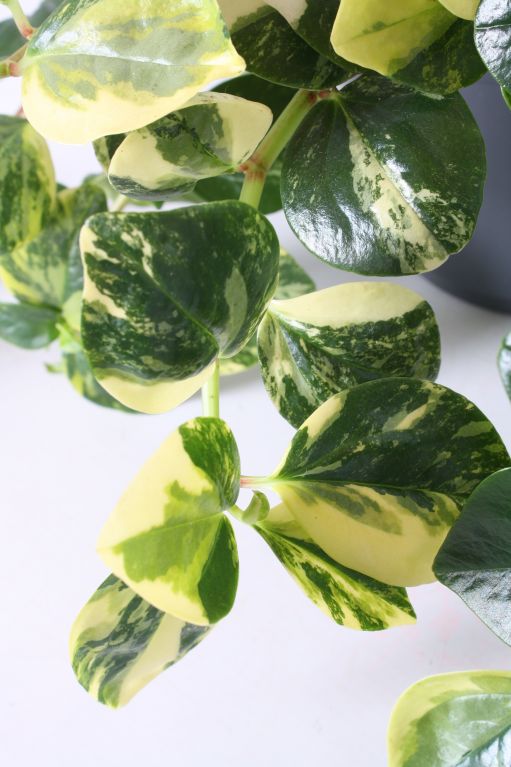 Peperomia Obtusifolia Variegata