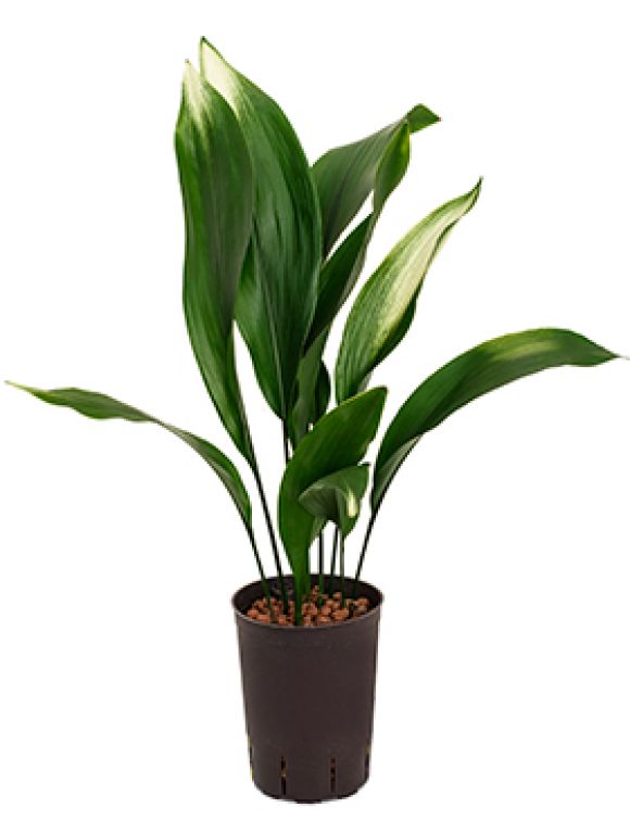 Aspidistra asahi