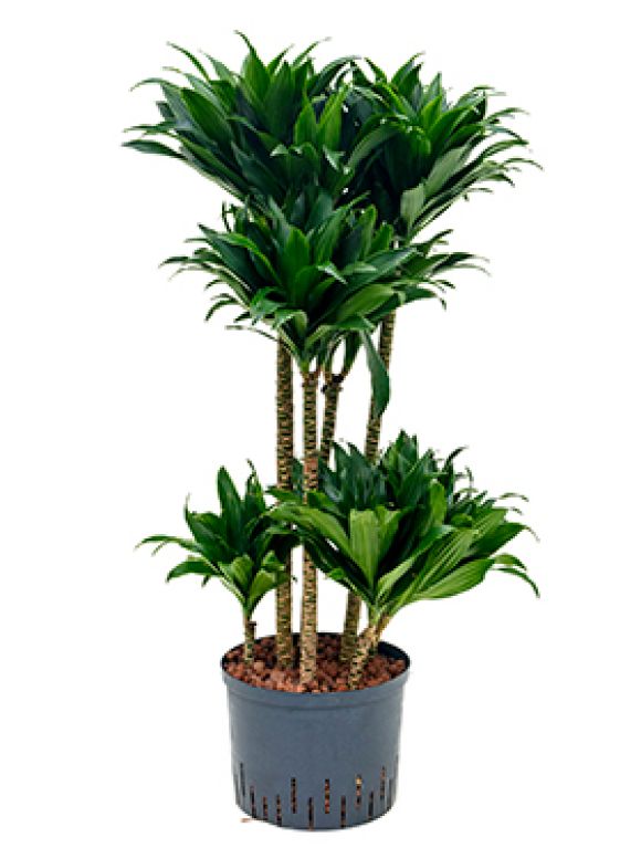 Dracaena compacta