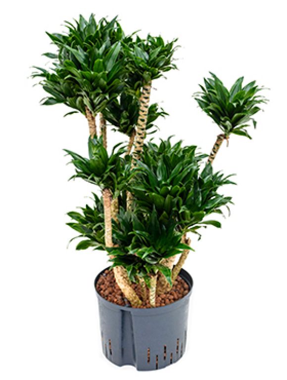 Dracaena compacta