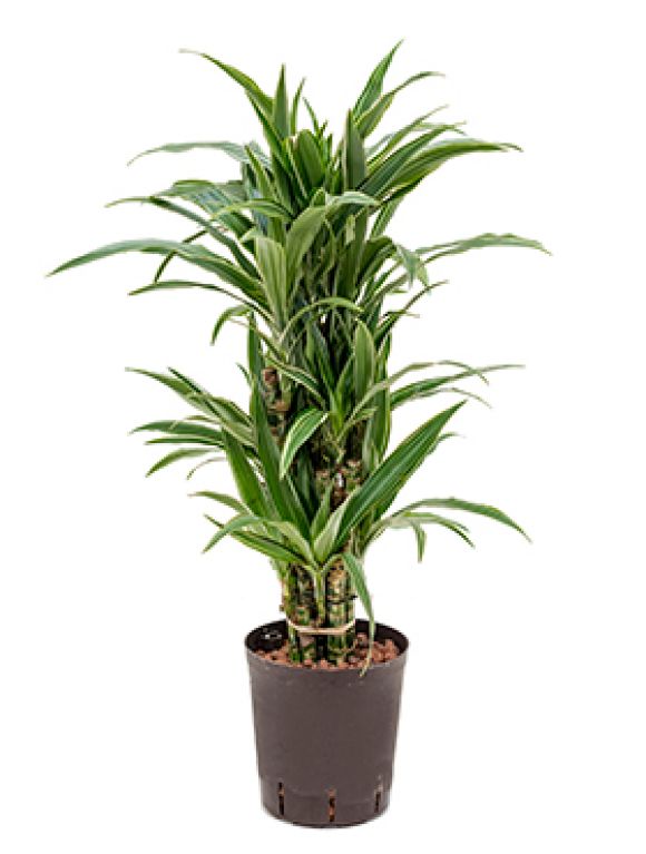 Dracaena deremensis