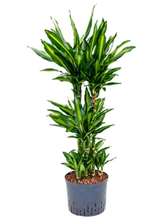 Dracaena cintho