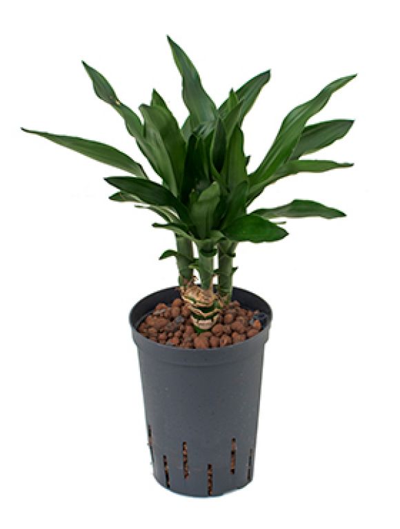 Dracaena janet lind