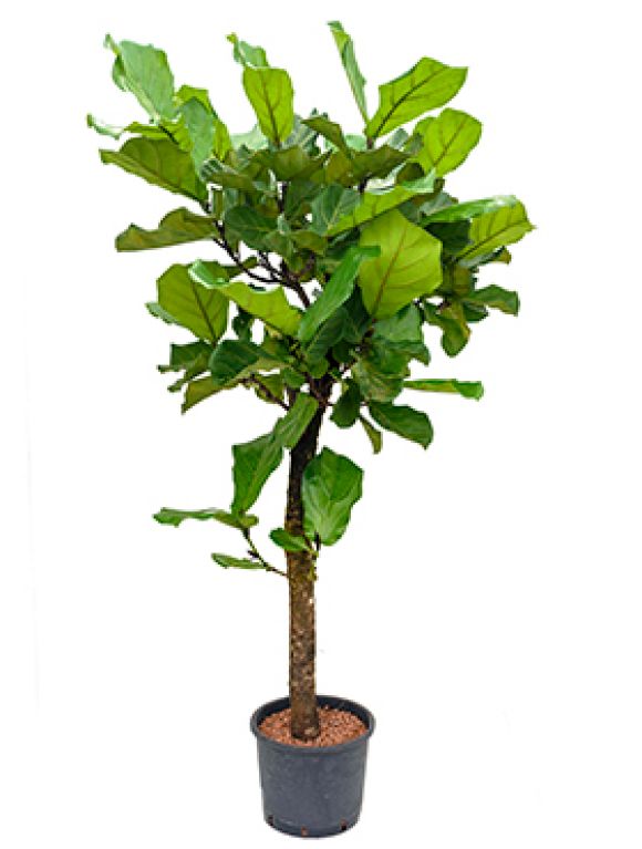 Ficus lyrata