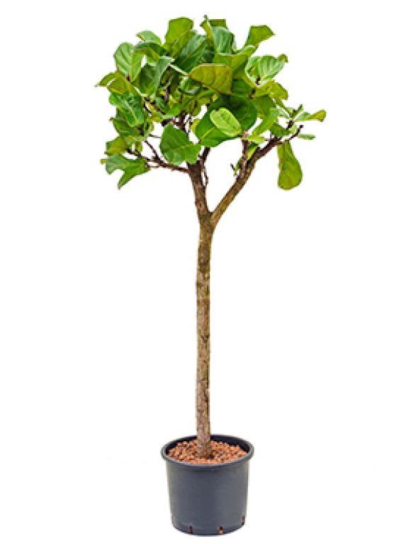 Ficus lyrata