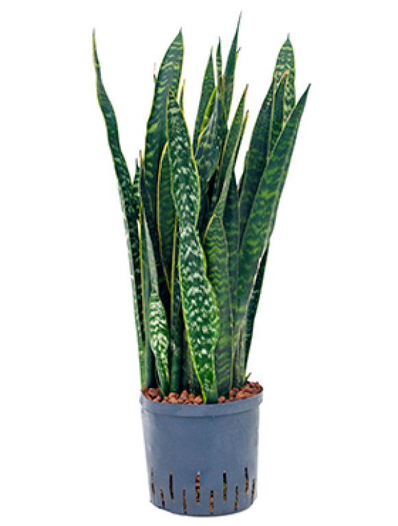 Sansevieria alis