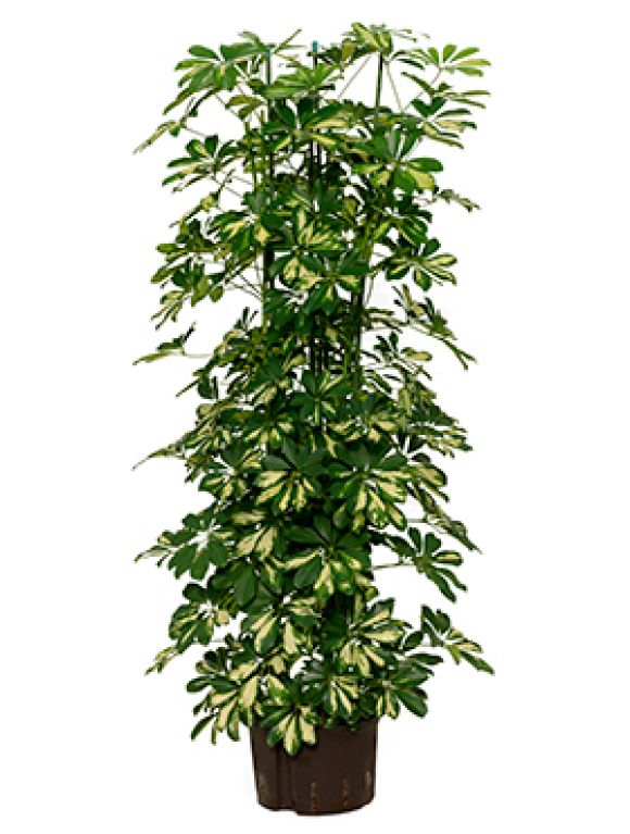 Schefflera gold capella