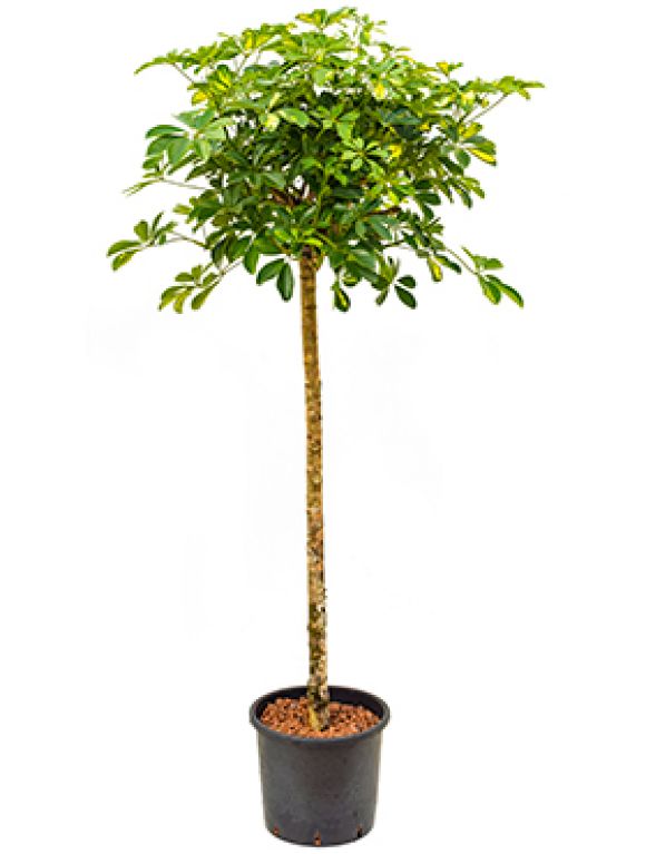 Schefflera gold capella