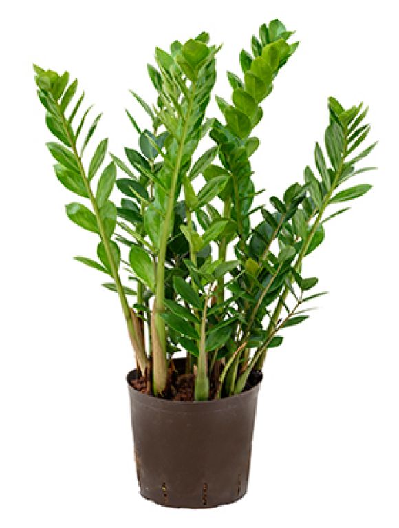 Zamioculcas zamiifolia