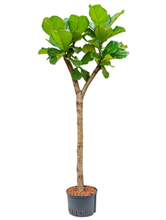 Ficus lyrata