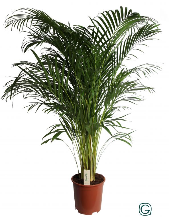 Areca | Goudpalm 140cm kopen?