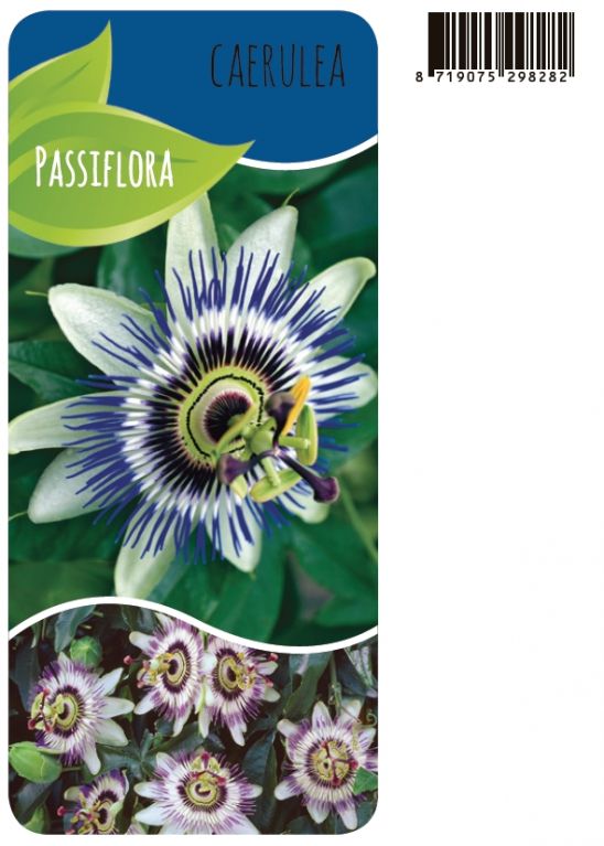 Passiflora Caerulea