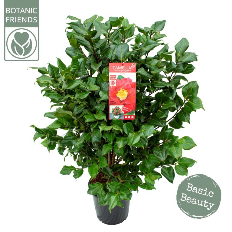 1 o 2 piante di Camellia Japonica Dr King