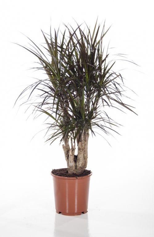 Dracaena Magenta