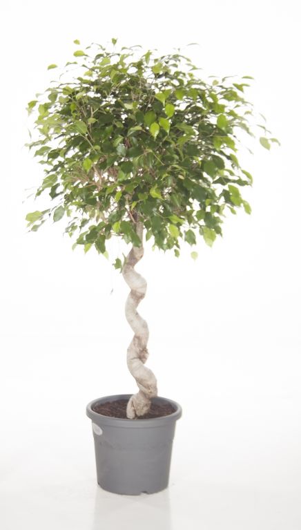 Ficus Exotica