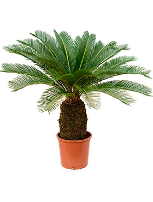 Cycas Revoluta