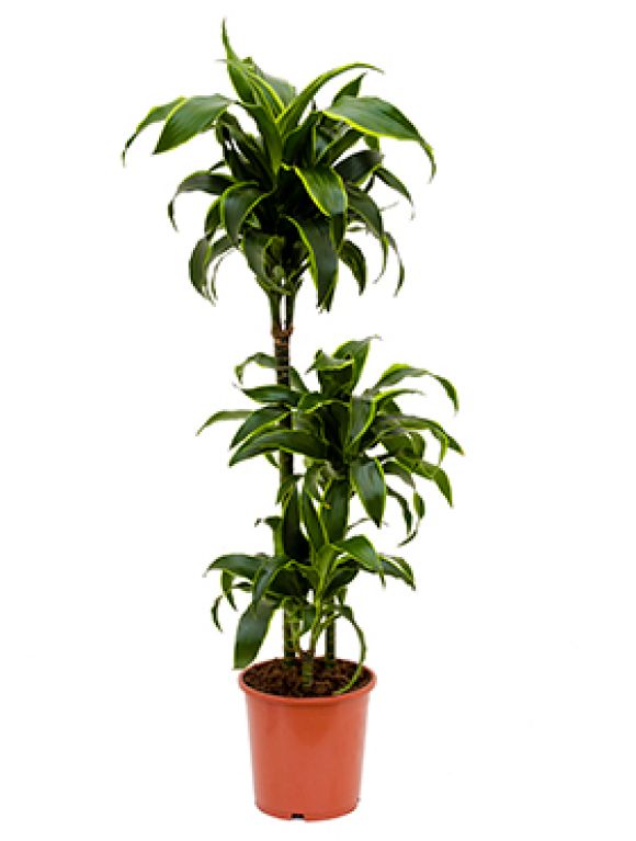 Dracaena dorado