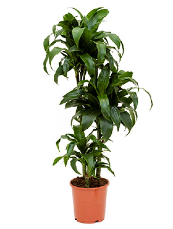 Dracaena tatuada