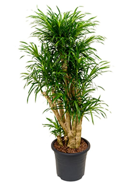 Dracaena Anita