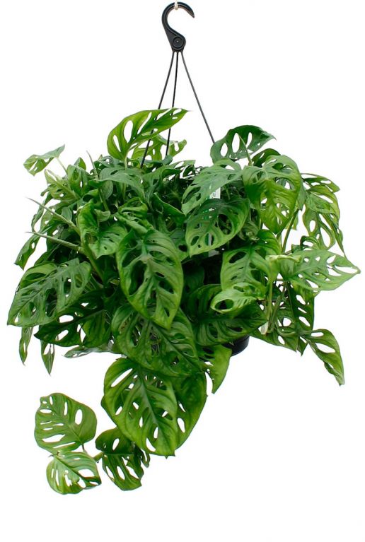 Hippe Philodendron Monkey Mask (gatenplant) 