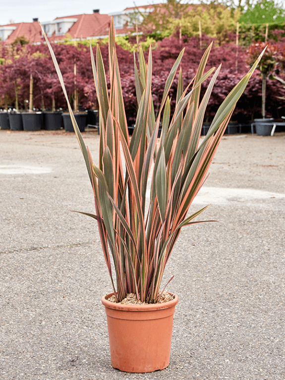 Phormium tuinplant