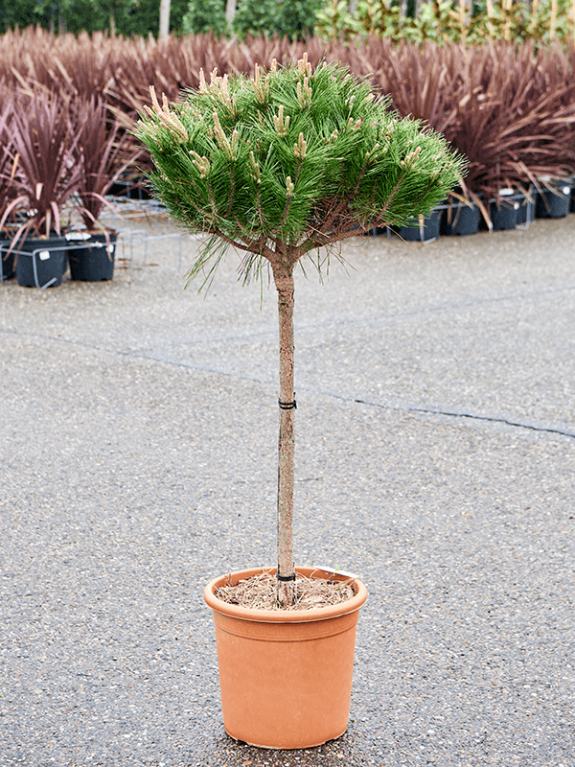 Pinus tuinplant