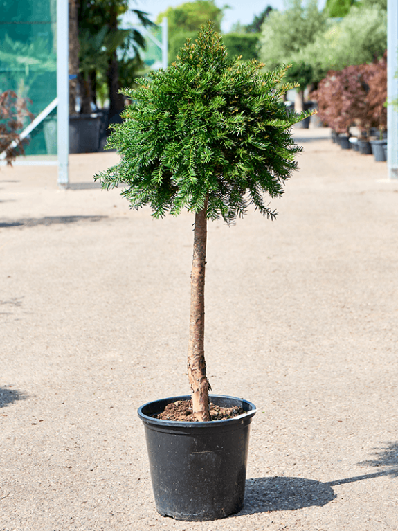 Taxus tuinplant