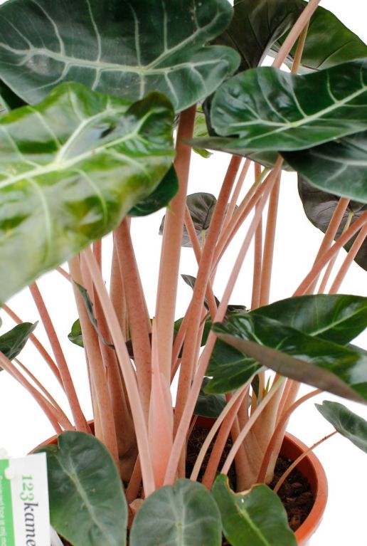 Alocasia pink dragon met roze bladstelen/stengels