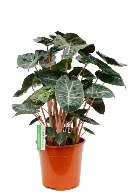 Mooie Alocasia pink dragon kopen bij 123planten