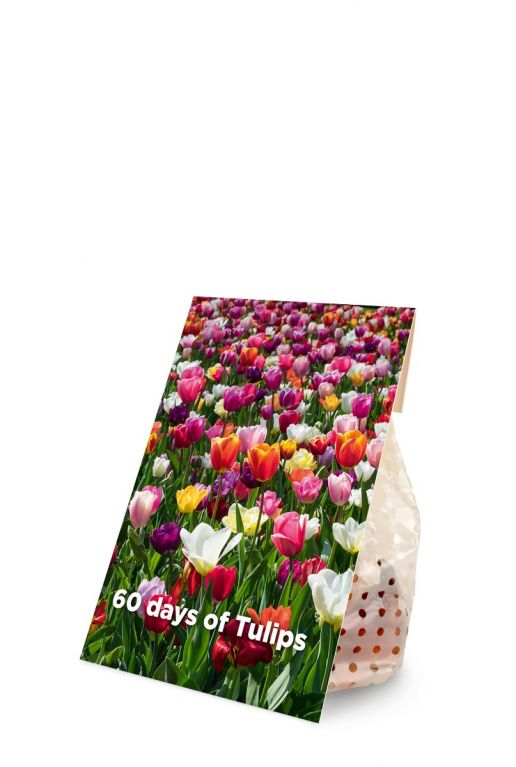 60 days of tulips product