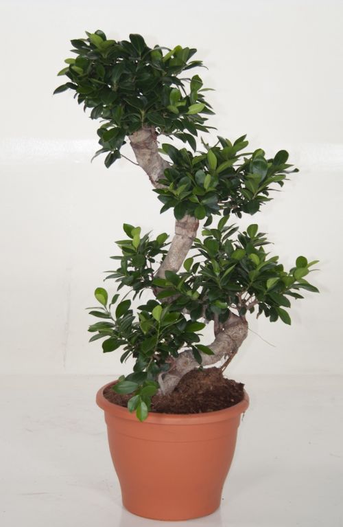 Ficus Microcarpa